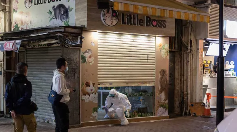 Investigan en Hong Kong contagio de covid por hámsters importados de Europa - EL COMERCIO (Ecuador)