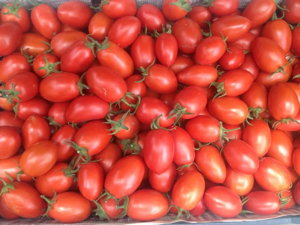 Tomate Mundatis